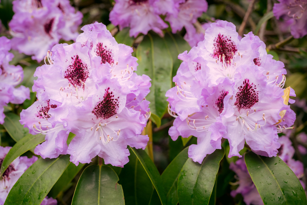 Rhododendron Delight, 2021