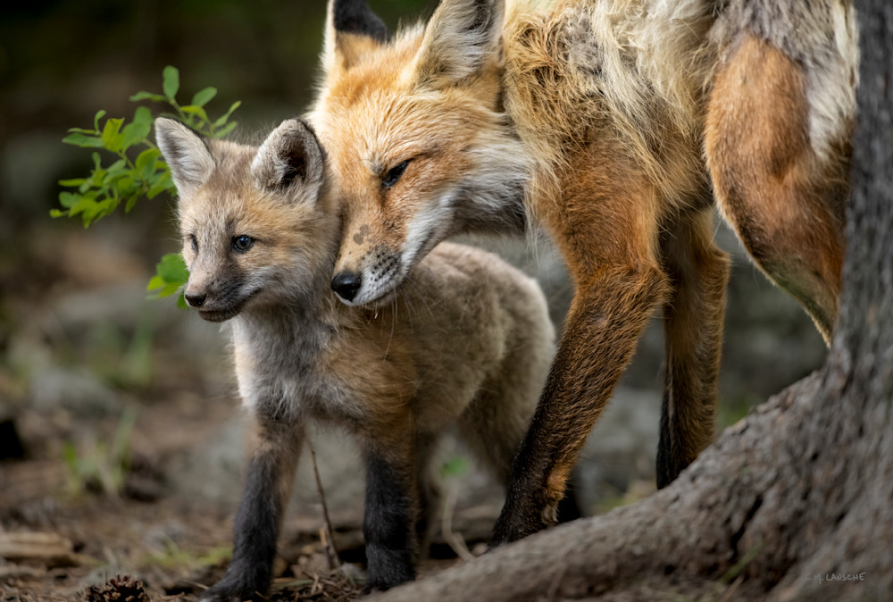 Nuzzle Love #2428