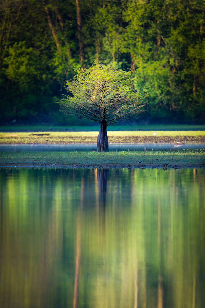 Cypress Tree Photography Art | Jeremy Parker Photographer