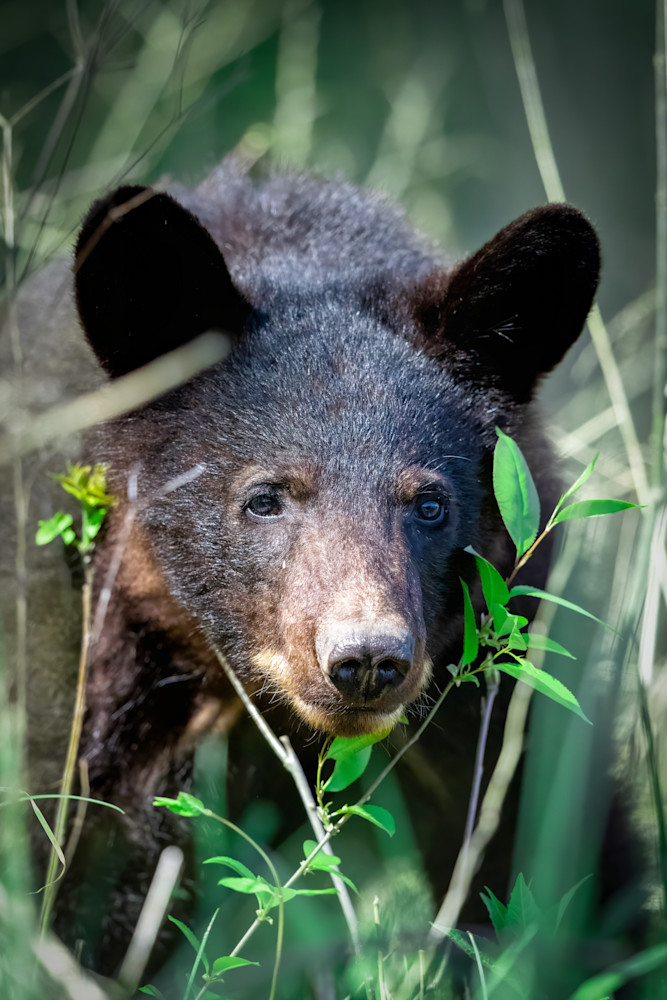 Black Bear Cub Photography Art | Jeremy Parker Photographer