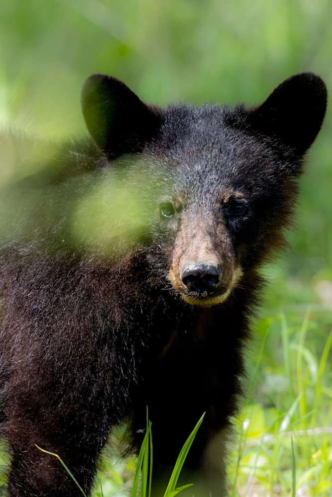 Black Bear Cub Photography Art | Jeremy Parker Photographer