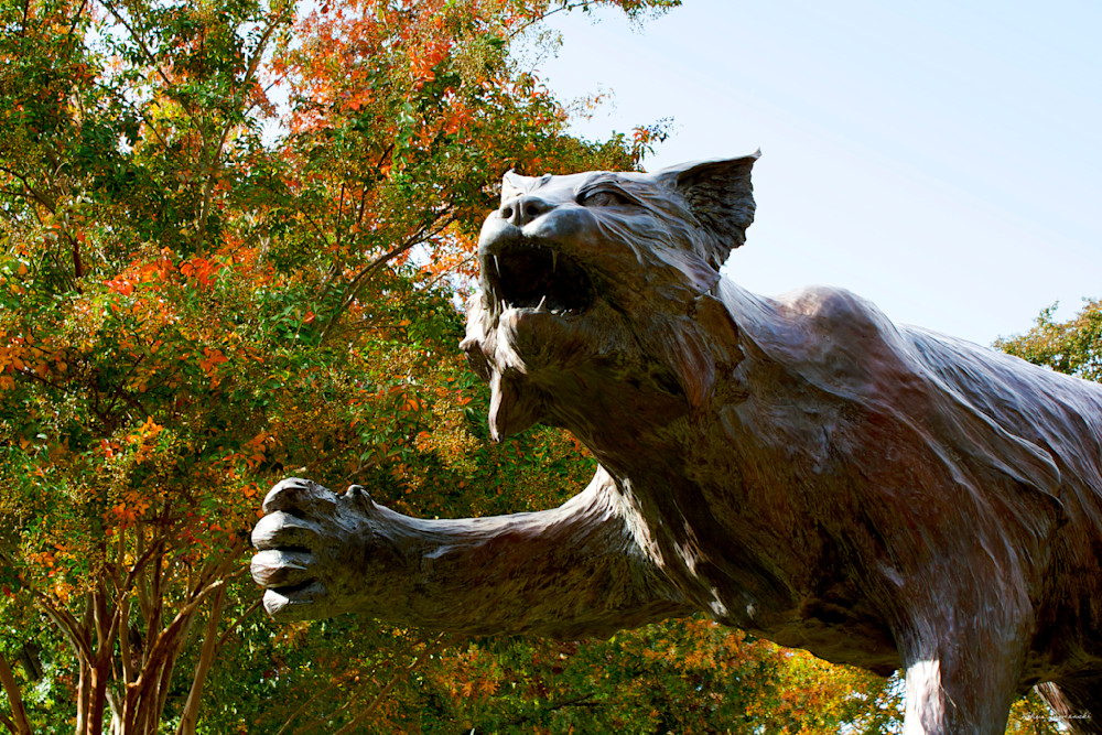 Davidson College Art - Wildcat statue photograph