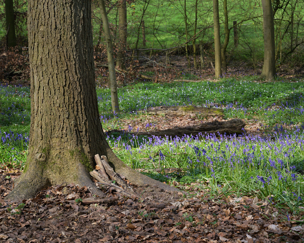 Early Spring, Blue Forest, Belgium, 2019