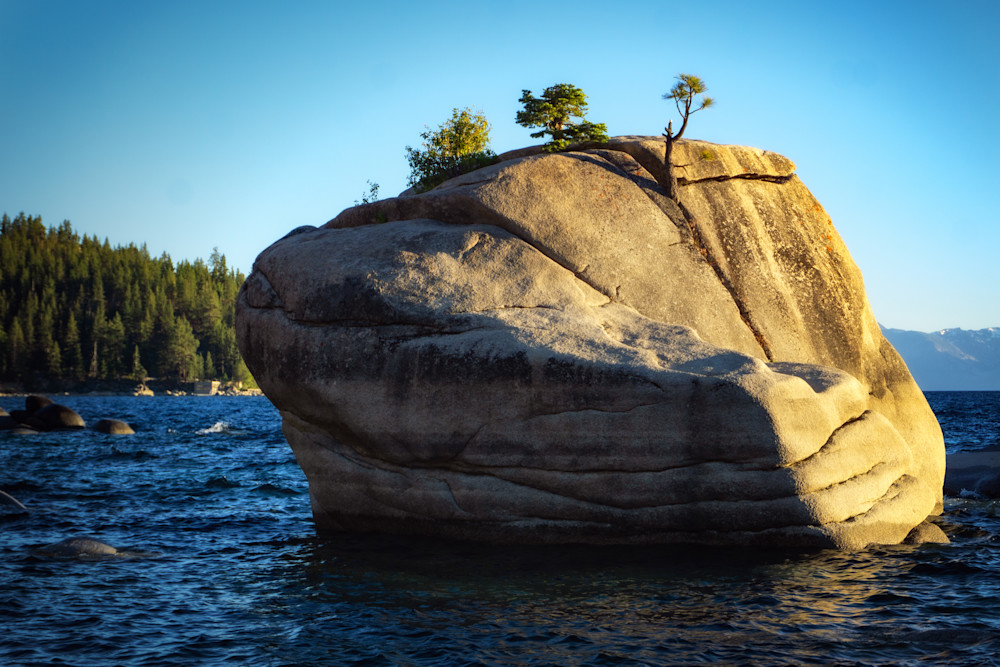 Bonsai Rock