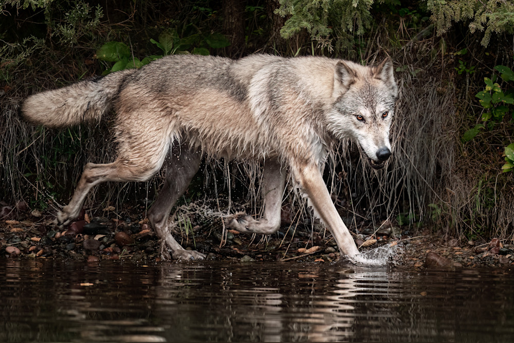 Wolf At Water's Edge Art | Terrie Gray Photography LLC