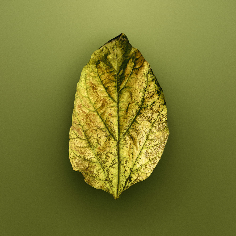 Autumnleaf9b Photography Art | Philip Holt Photography