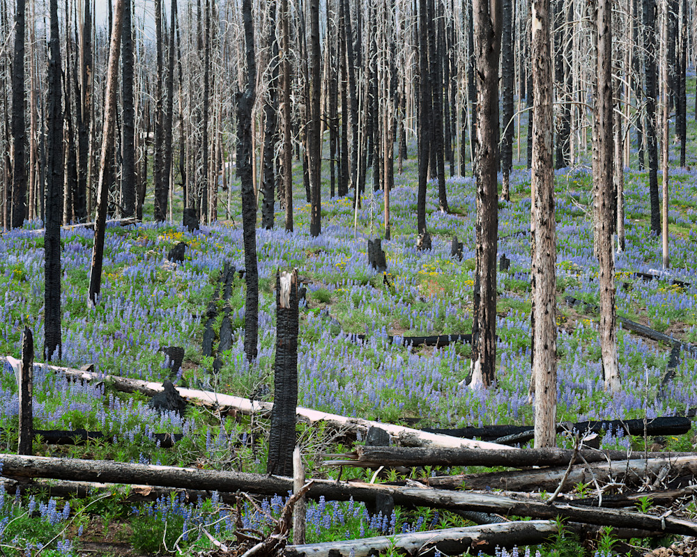 Lupine in a Burned Out Forest, Washington, 2009