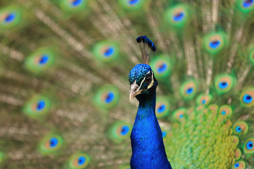 Peacock Portrait 02 Photography Art | Michael Brinkley Nature Photography