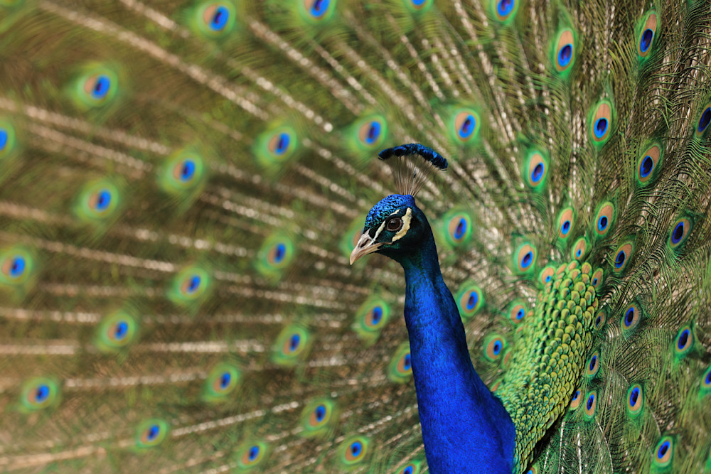 Peacock Portrait 01 Photography Art | Michael Brinkley Nature Photography