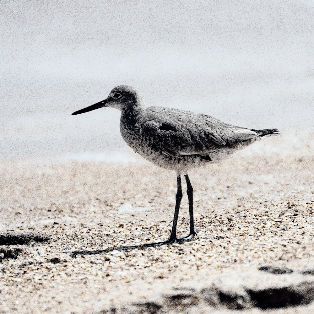 Willet Drawing Photography Art | Playful Gallery by Rob Harrison