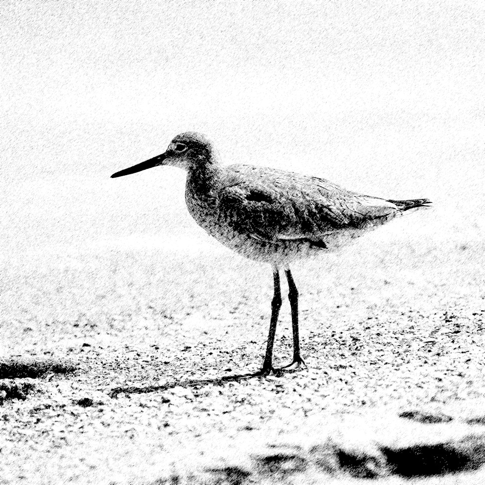 Willet Sketch Photography Art | Playful Gallery by Rob Harrison