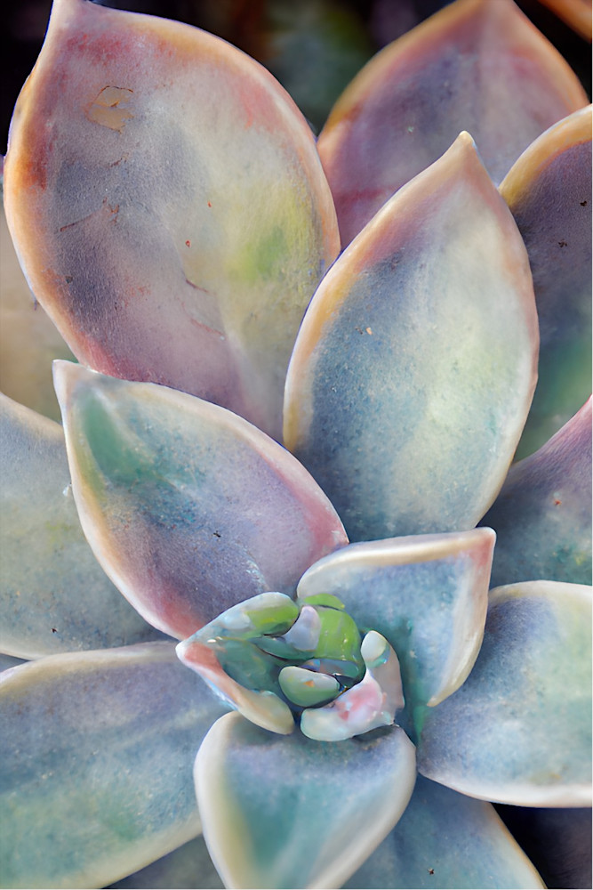 Succulents 6