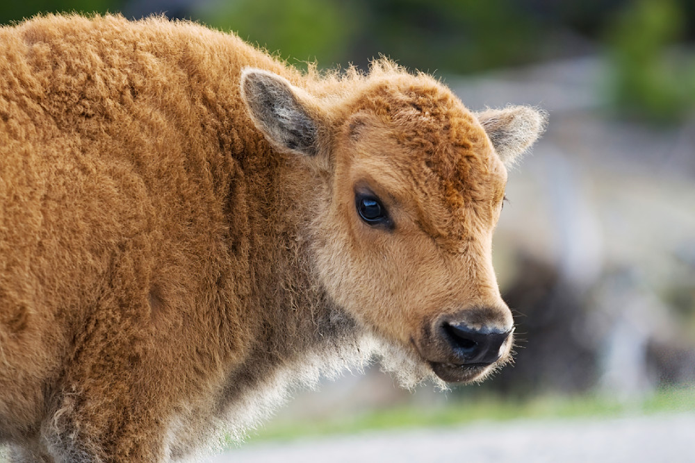 Red Dog in Yellowstone