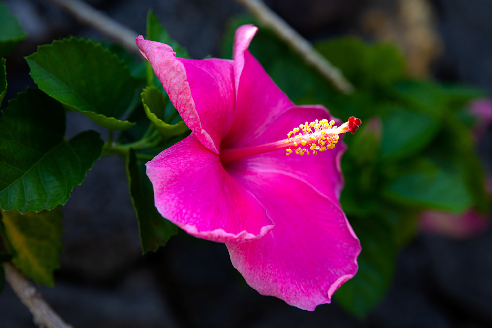 Floral-Dark Pink Hibiscus 20