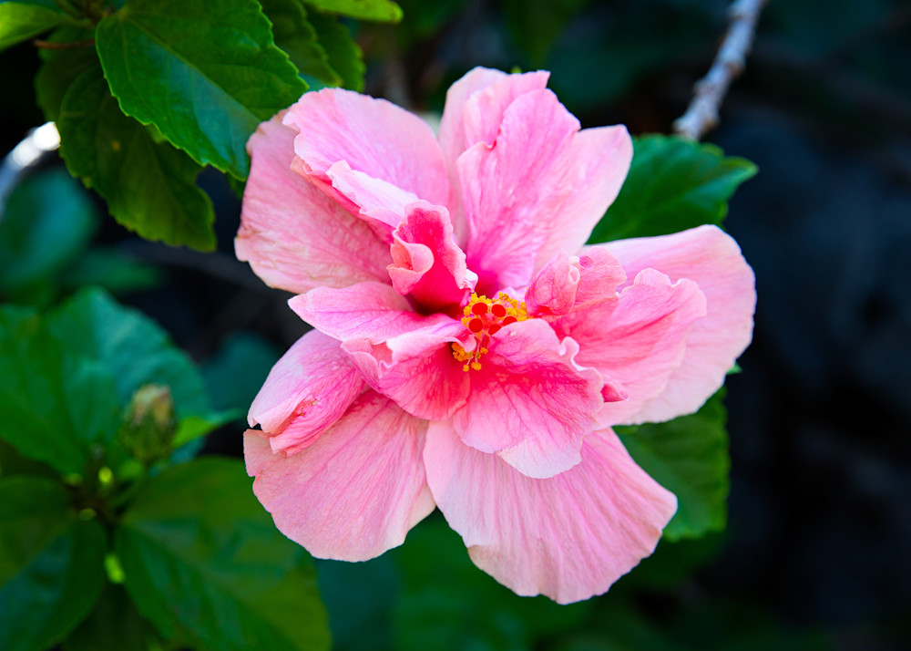 Floral- Soft Pink Hibiscus 19
