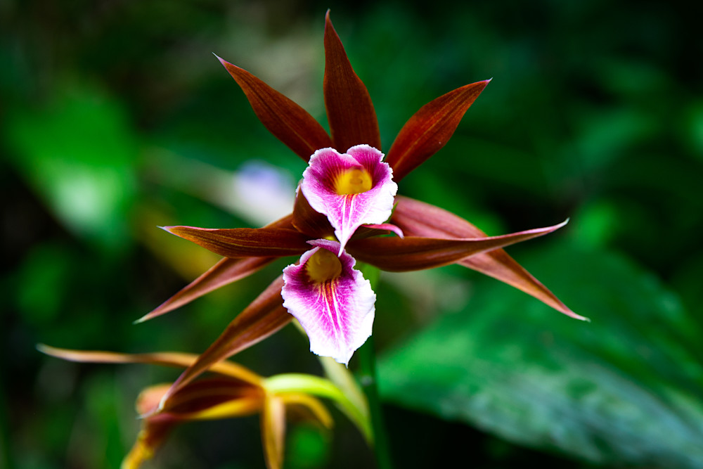 Floral-Maroon Orchid 16
