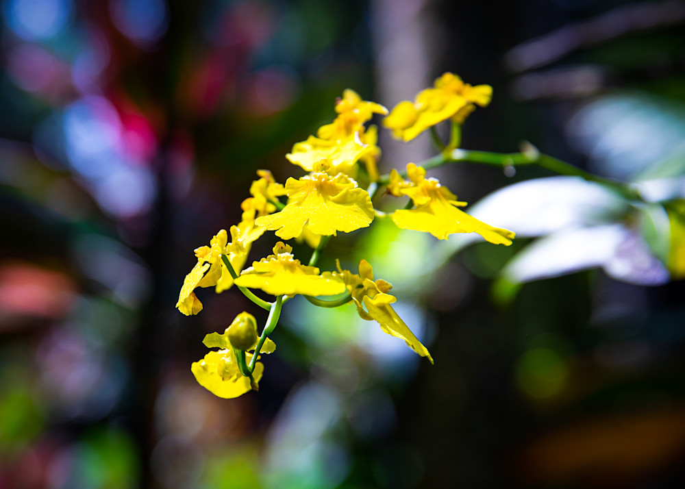 Floral-Yellow Orchid 15