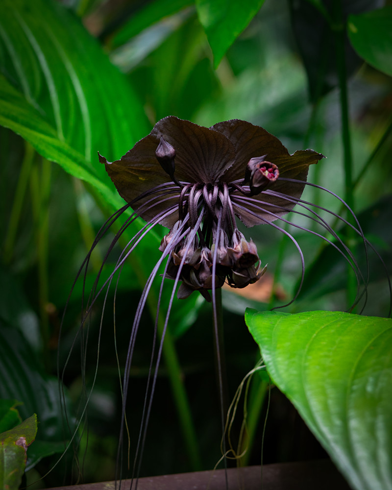 Floral- Black Tiger Orchid 14