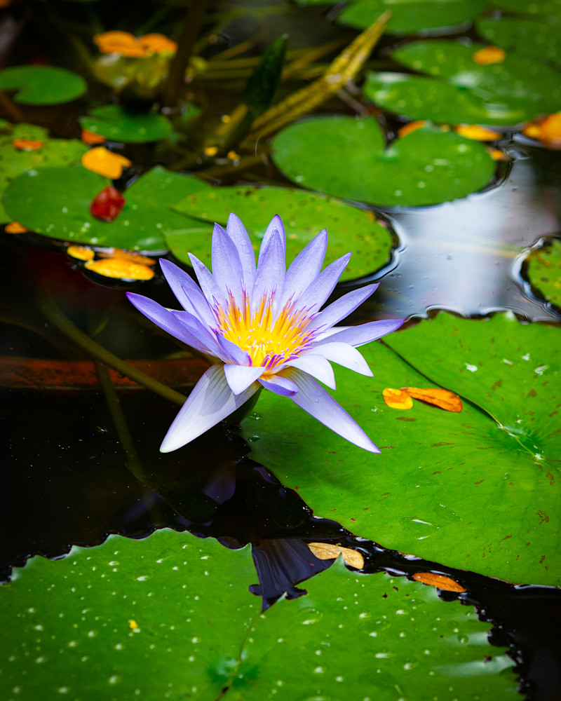 Floral- Purple Water Lily 13