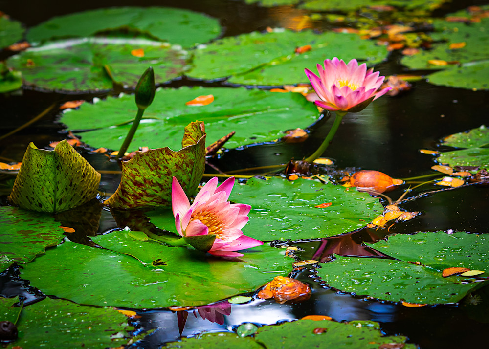 Floral-Pink Water Lilies 13