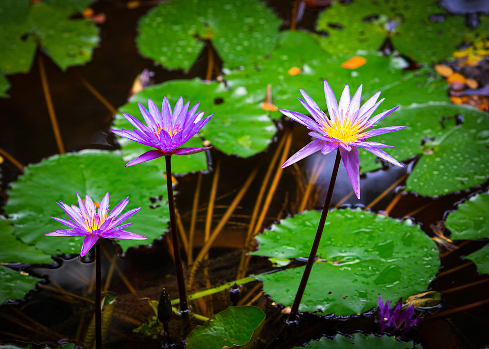 Floral-Purple Water Lilies 9