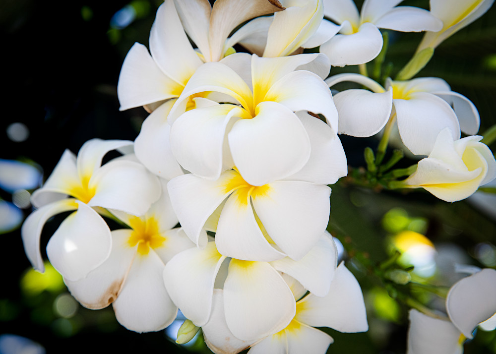 Floral-Plumeria 2