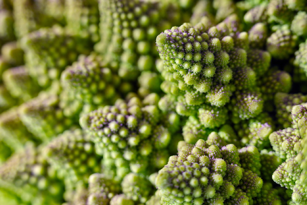 Romanesco Broccoli Photography Art | David Joseph Fine Art