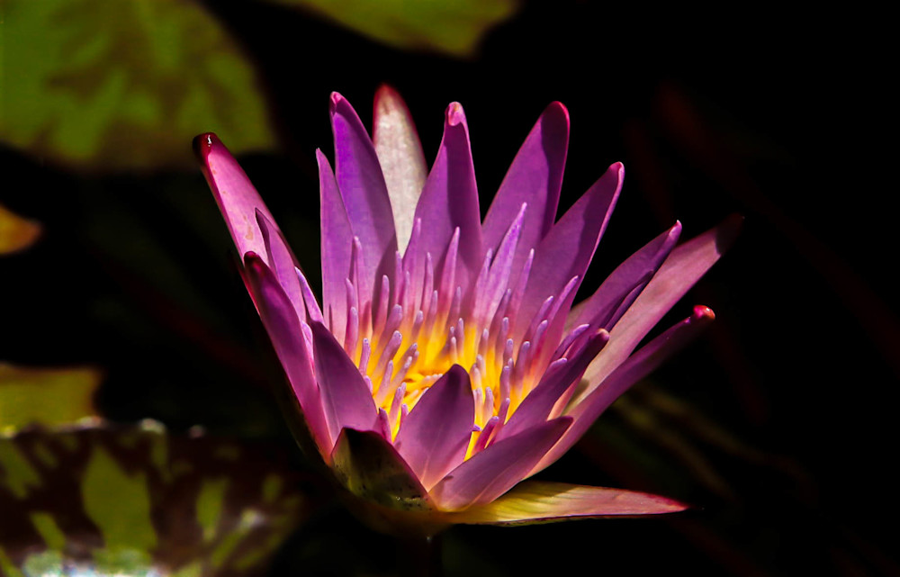 Lotus Blooming  Photography Art | Stacy Adams Photography
