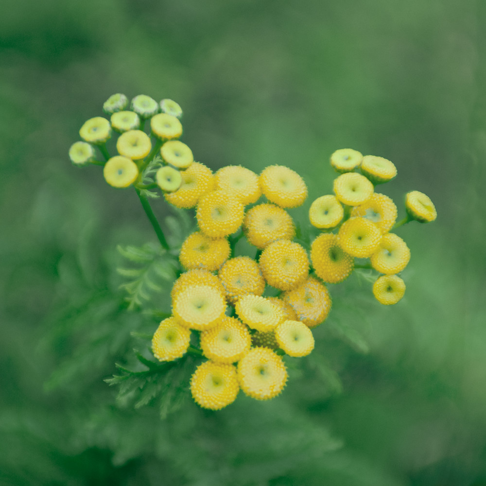 Delicate Yellow Blooms, 2008