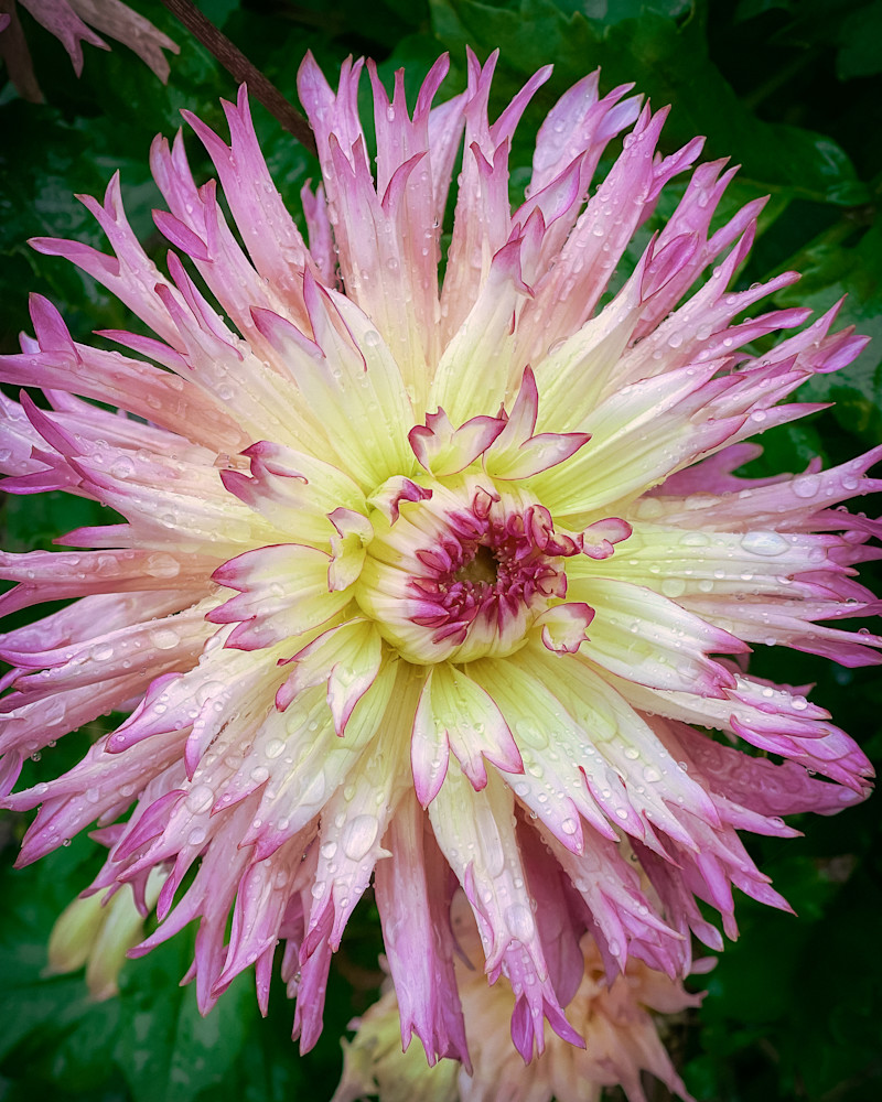 Dahlia Delight, 2022