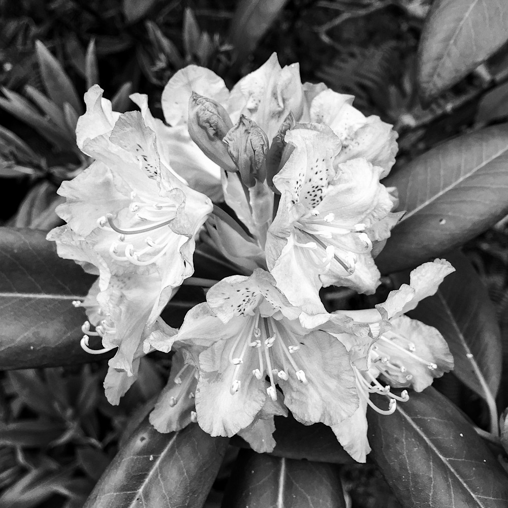 Pacific Rhododendron in Bloom, 2015