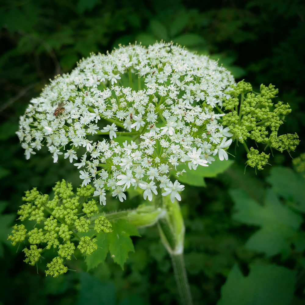 Delicate Beauty of Cow Parsnip, 2021