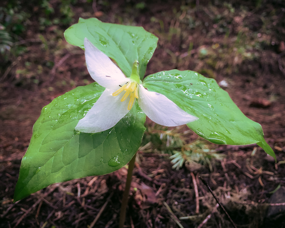 The Beauty of Western Trillium, 2016