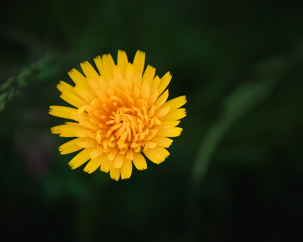 The Understated Beauty of the Dandelion, 2008