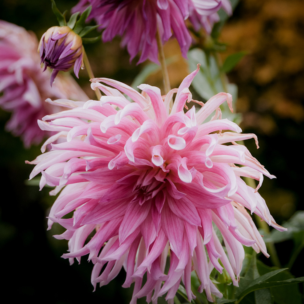 Vibrant Charm of the Dahlia, 2008