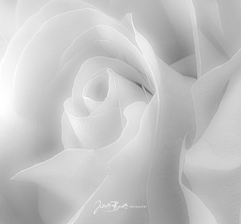 Rose For Mom Art | Judith Barath Arts