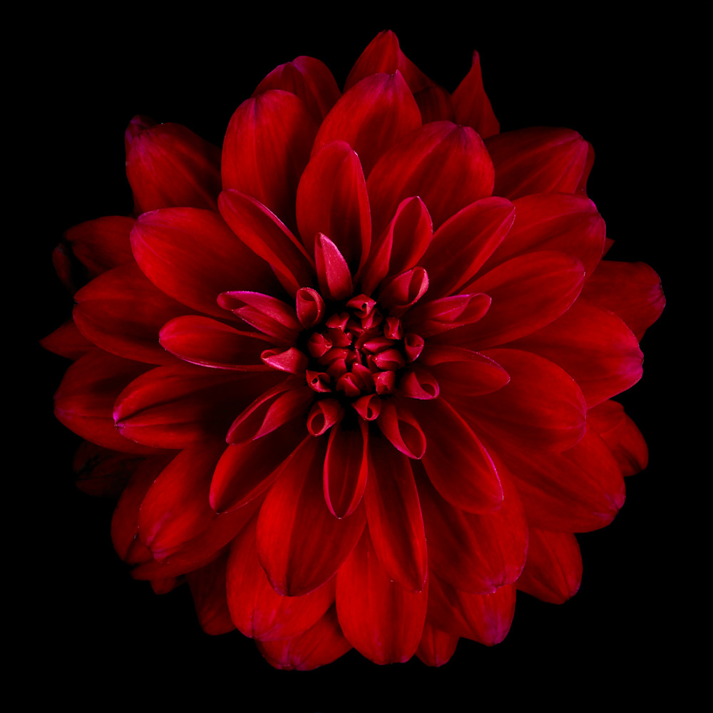 Red Dahlia Photography Art | 30acreimaging