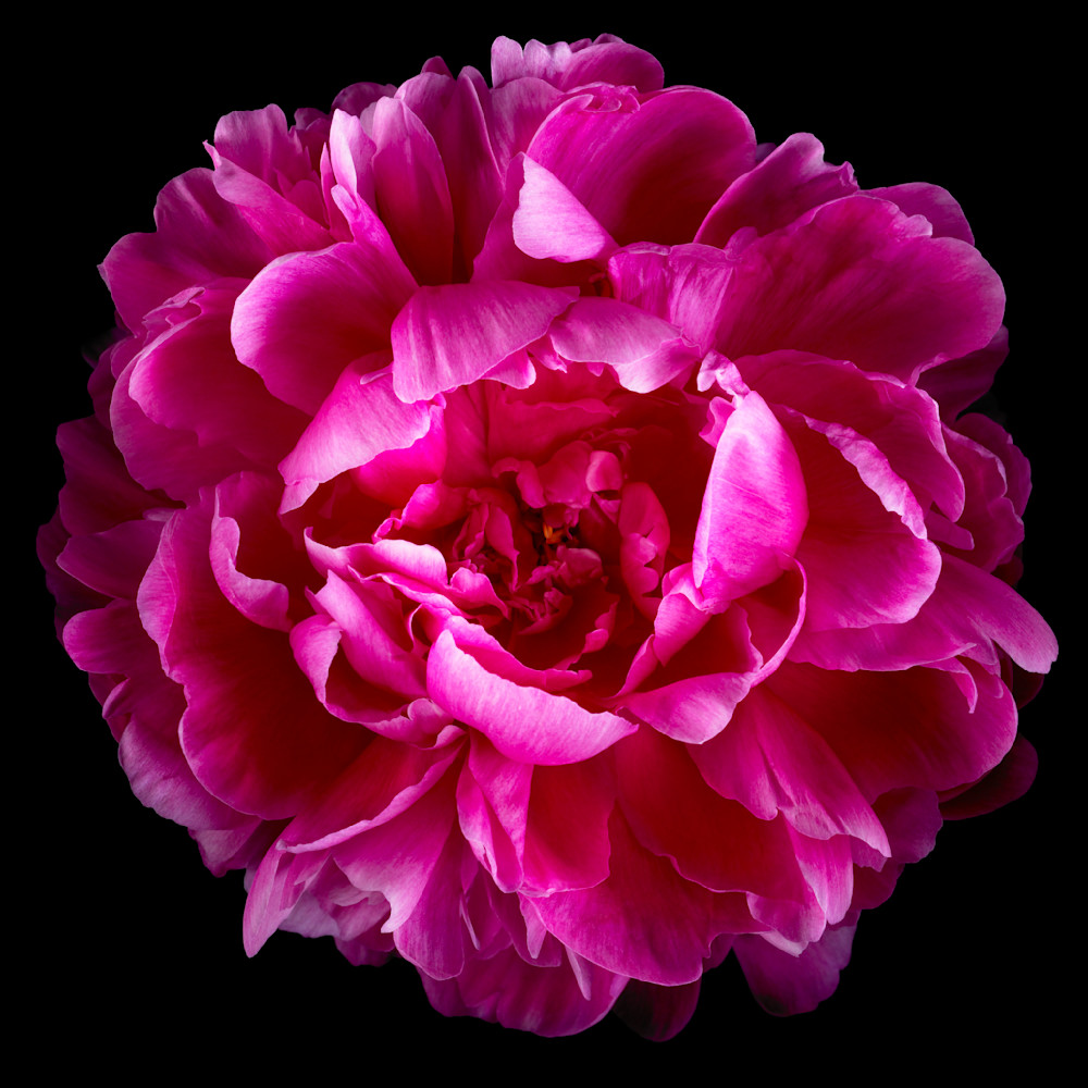 Pink Peony Photography Art | 30acreimaging
