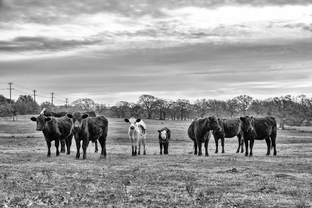 David & Goliath Photography Art | John Thomas Photography