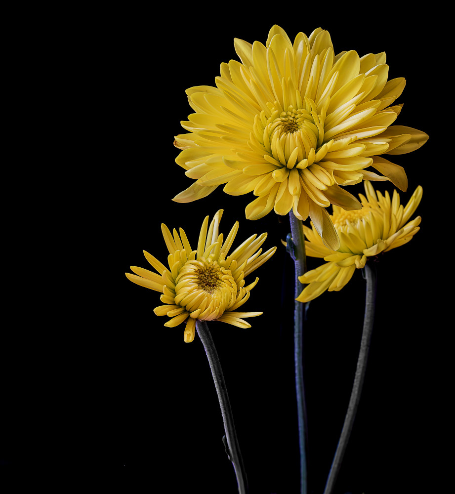 Yellow On Black Photography Art | Kates Nature Photography, Inc.