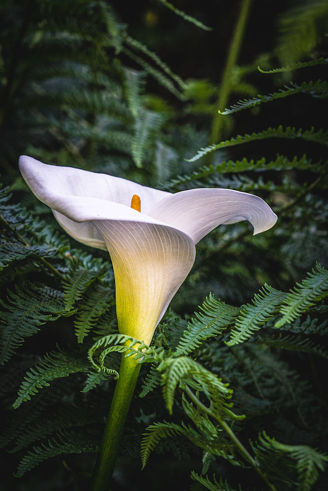Calla Lilly 2 Photography Art | Patricia Claire Photography
