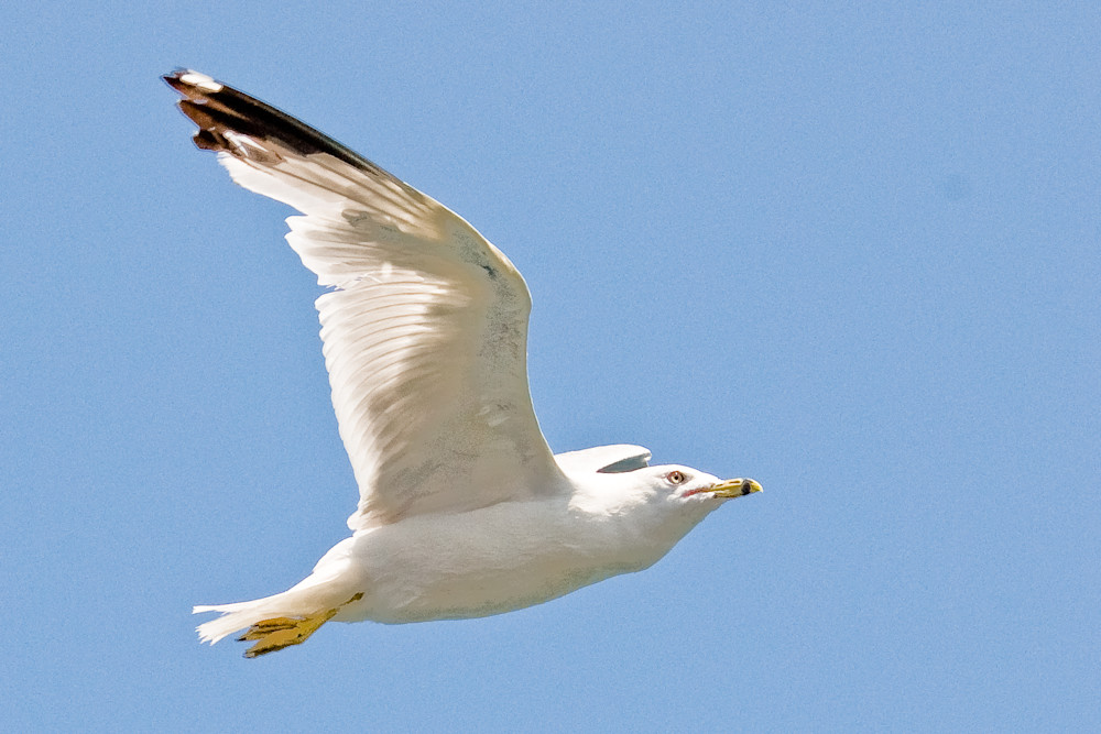 Gull In Flight Photography Art | Jim Rendos Photography