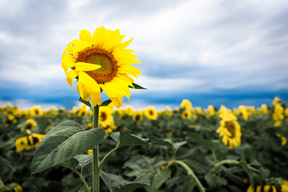 "Shy Sunflower" | Fine Art Photography by Dennis Caskey