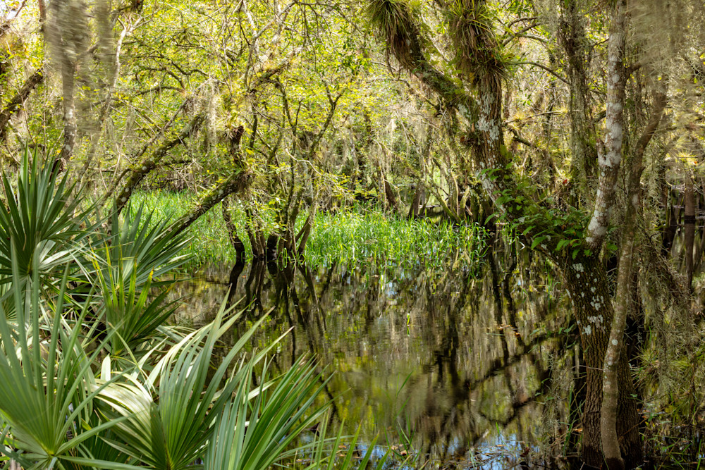Myakka 091722 8001 Photography Art | Hales Art LLC