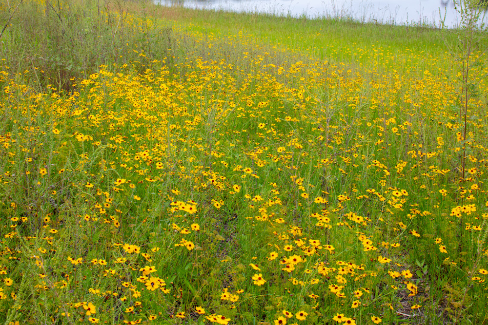 Myakka 052122 7205 Photography Art | Hales Art LLC