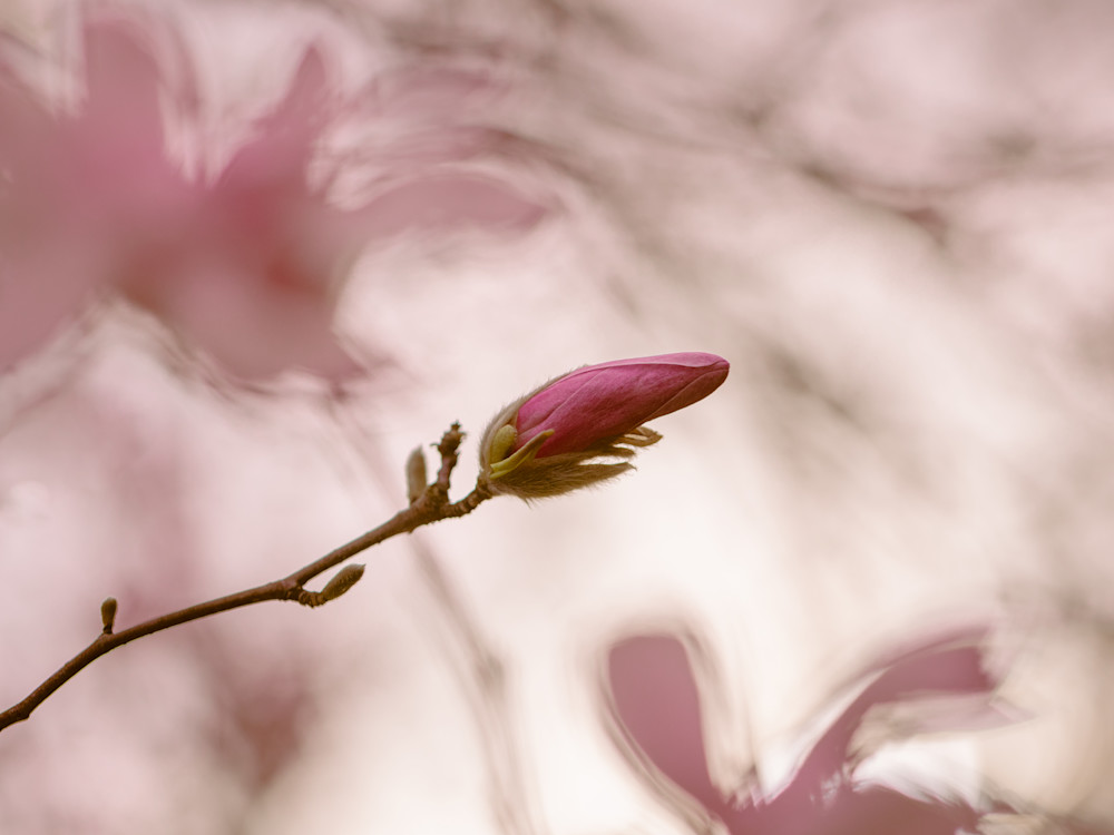 Straight + Narrow Magnolia Photography Art | Kim Clune, Photographer Untamed