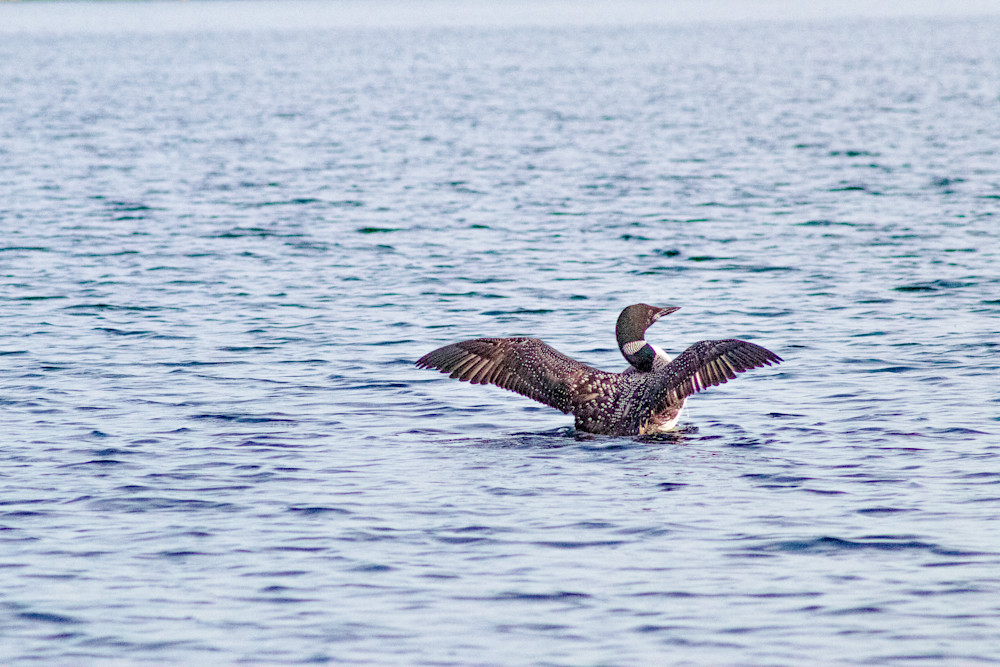Lone Loon Flapping Photography Art | Guided By Light Photography