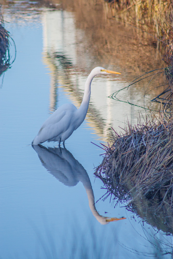 Reflected Great Egret Photography Art | Guided By Light Photography