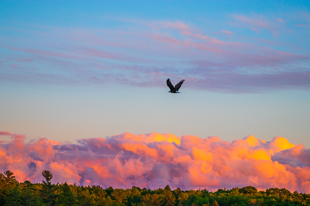 Eagle At Sunset Photography Art | Guided By Light Photography