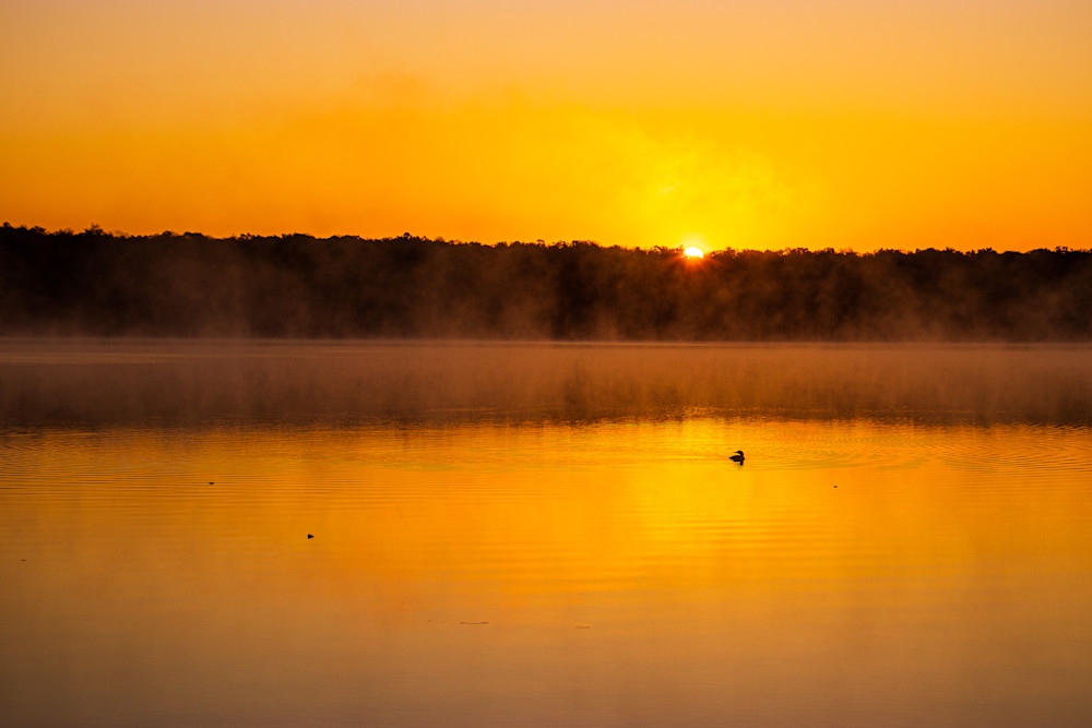 Sunrise Loon Photography Art | Guided By Light Photography